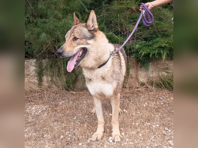 liebster Wolf sucht sein Zuhause für Immer