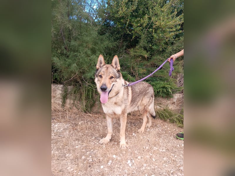 liebster Wolf sucht sein Zuhause für Immer