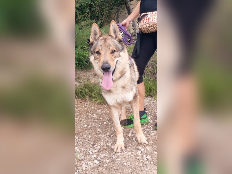 liebster Wolf sucht sein Zuhause für Immer