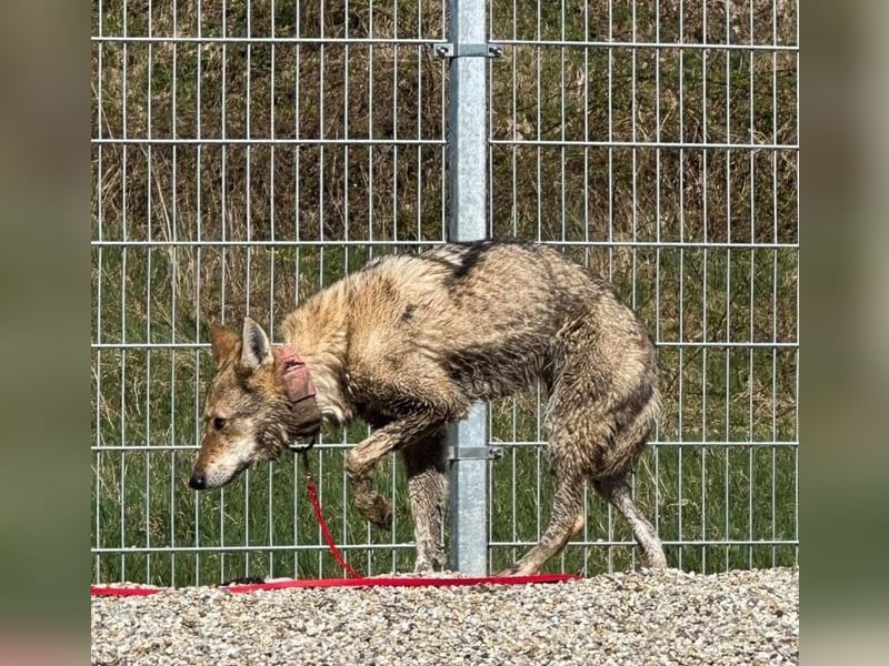 Ylva