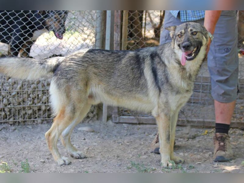 Hector 65cm geb. 02/2025 ist ein tschechischer Wolfshund-Mix