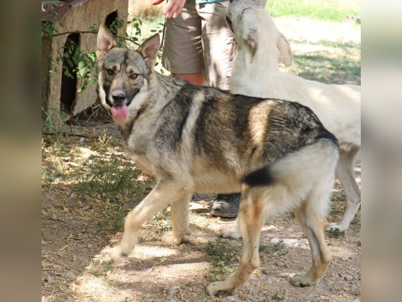 Hector 65cm geb. 02/2025 ist ein tschechischer Wolfshund-Mix