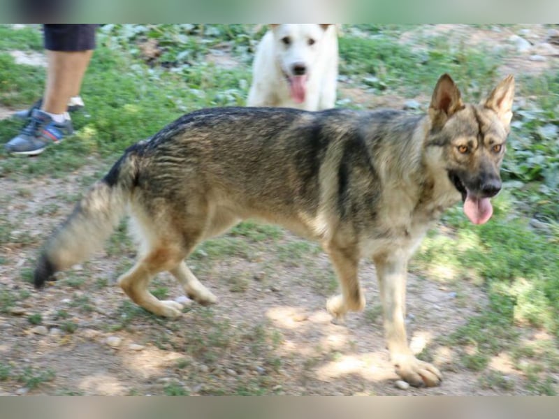 Hector 65cm geb. 02/2025 ist ein tschechischer Wolfshund-Mix