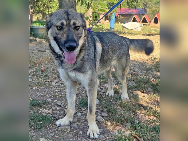 Hector 65cm geb. 02/2025 ist ein tschechischer Wolfshund-Mix