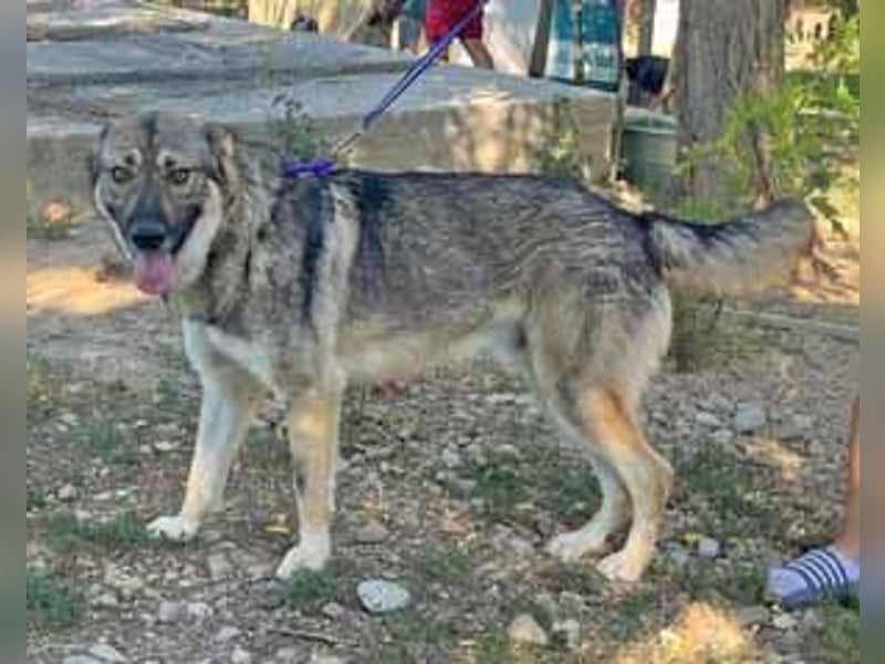 Hector 65cm geb. 02/2025 ist ein tschechischer Wolfshund-Mix