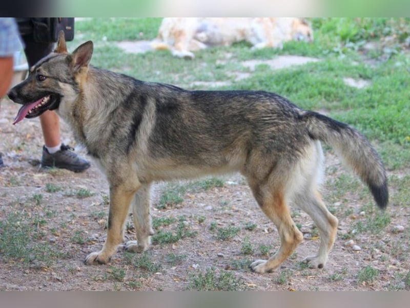 Hector 65cm geb. 02/2025 ist ein tschechischer Wolfshund-Mix