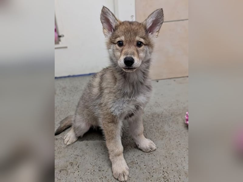 2 Welpen Tsch. Wolfshund Mix