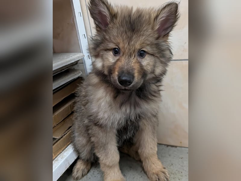 3 Welpen Tsch. Wolfshund- Mix