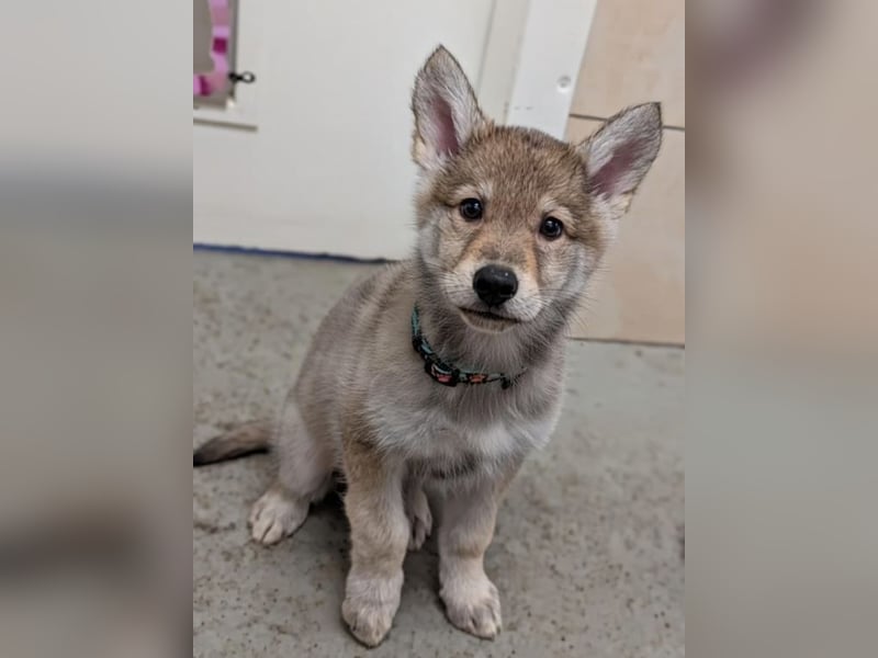2 Welpen Tsch. Wolfshund Mix
