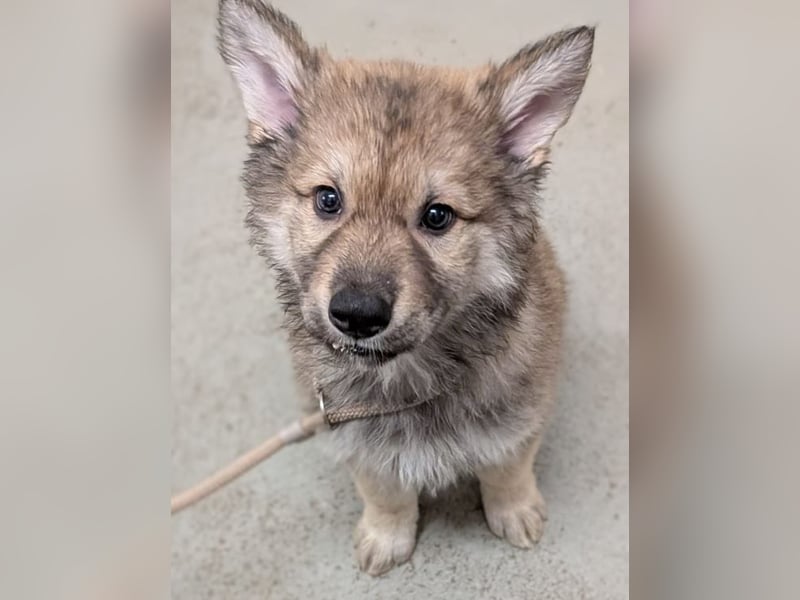 3 Welpen Tsch. Wolfshund- Mix