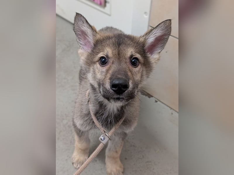 3 Welpen Tsch. Wolfshund- Mix