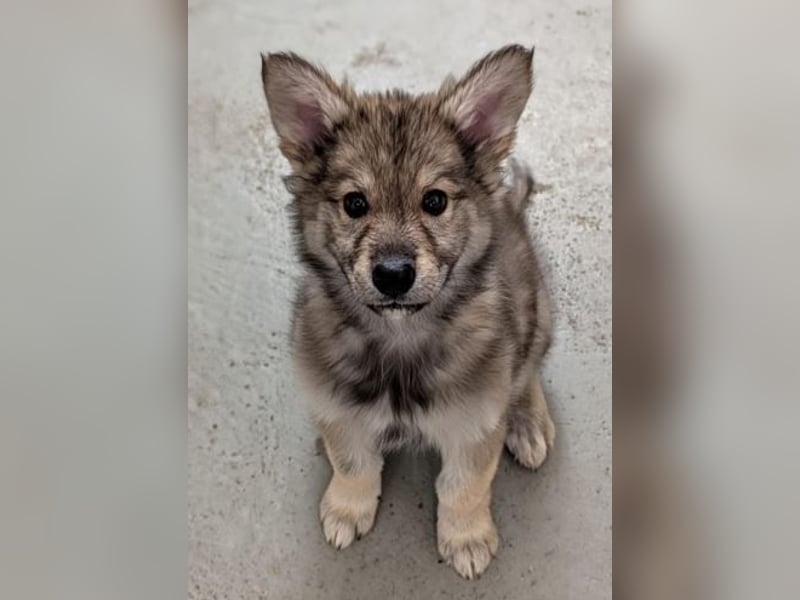 2 Welpen Tsch. Wolfshund Mix