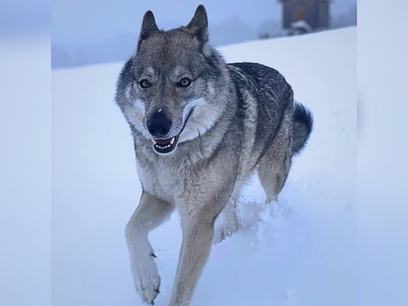 Odin - liebt lange Spaziergänge&Kopfarbeit