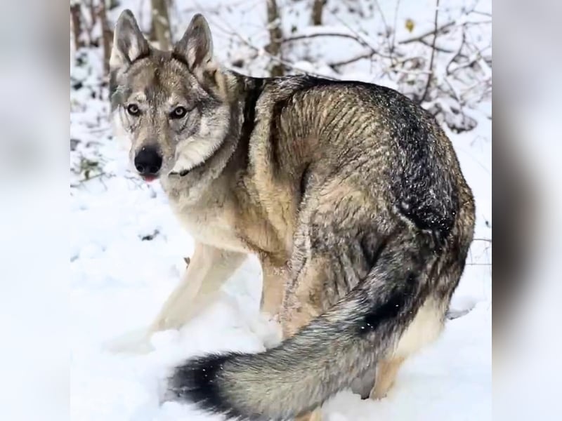 Odin - liebt lange Spaziergänge&Kopfarbeit