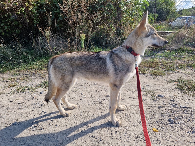 Tschechoslowakische/czechoslovakian wolfdog