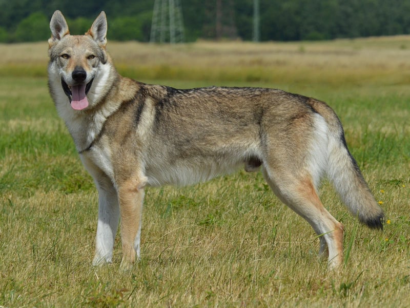 Tschechoslowakische/czechoslovakian wolfdog