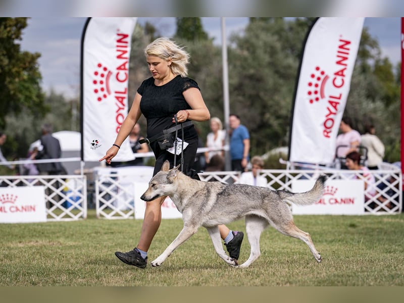 Tschechoslowakische/czechoslovakian wolfdog