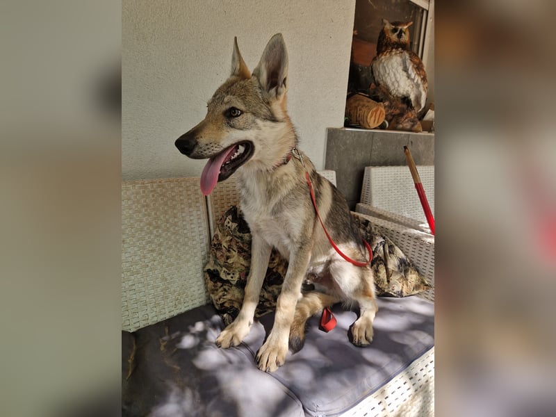 Tschechoslowakische/czechoslovakian wolfdog