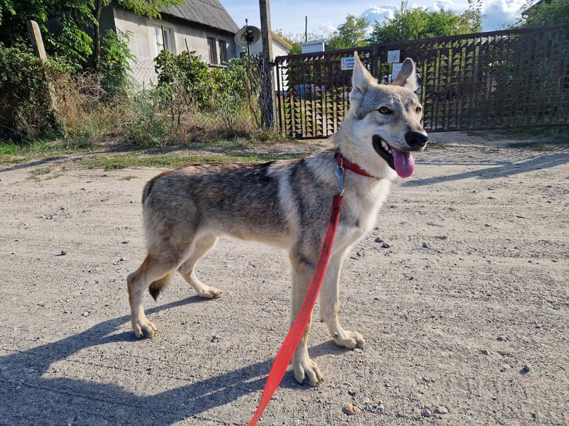 Tschechoslowakische/czechoslovakian wolfdog