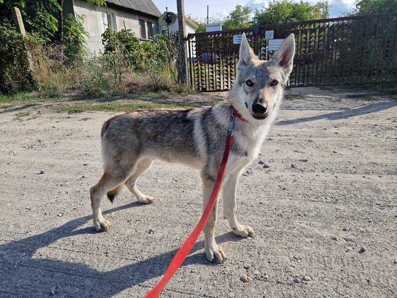 Tschechoslowakische/czechoslovakian wolfdog