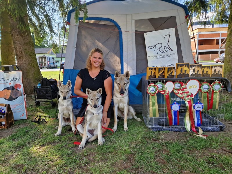 Tschechoslowakische/czechoslovakian wolfdog