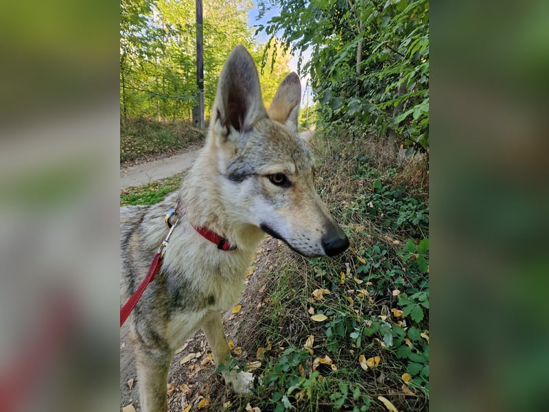 Tschechoslowakische/czechoslovakian wolfdog