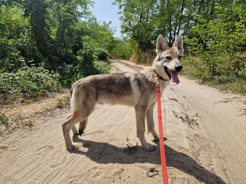 Tschechoslowakische/czechoslovakian wolfdog