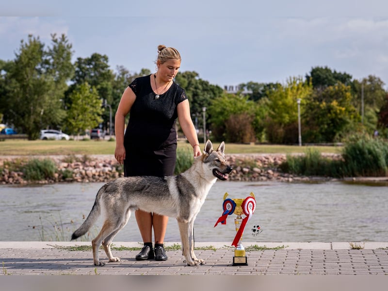 Tschechoslowakische/czechoslovakian wolfdog