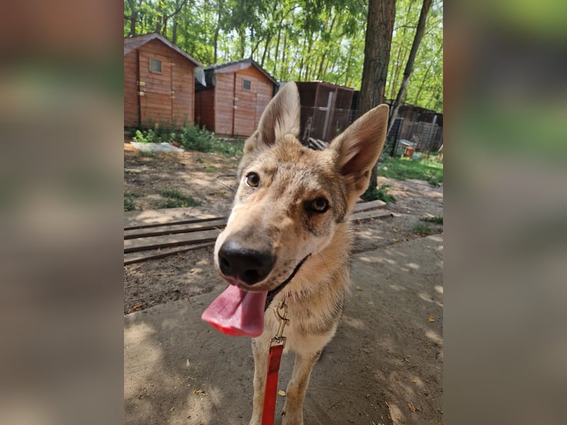 Tschechoslowakische/czechoslovakian wolfdog