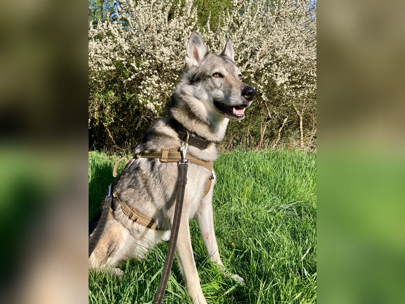 Souveräner Tschechoslowakischer Wolfhund sucht kompetentes Traumzuhause!