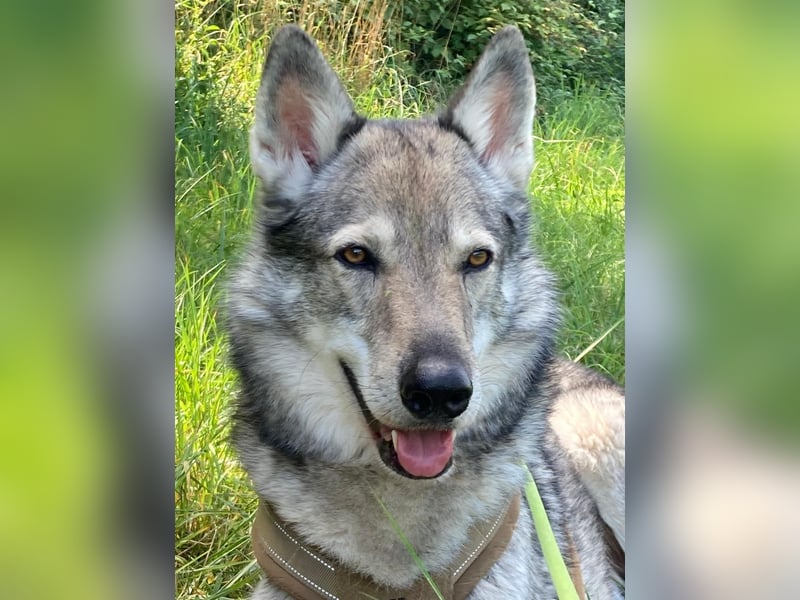 Souveräner Tschechoslowakischer Wolfhund sucht kompetentes Traumzuhause!