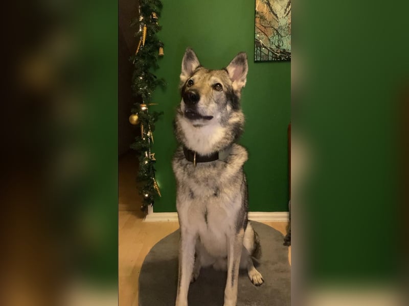 Souveräner Tschechoslowakischer Wolfhund sucht kompetentes Traumzuhause!