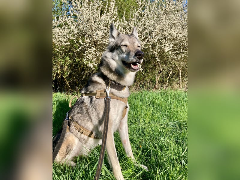 Souveräner Tschechoslowakischer Wolfhund sucht kompetentes Traumzuhause!