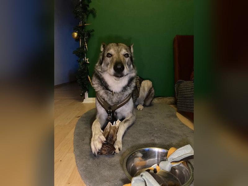 Souveräner Tschechoslowakischer Wolfhund sucht kompetentes Traumzuhause!