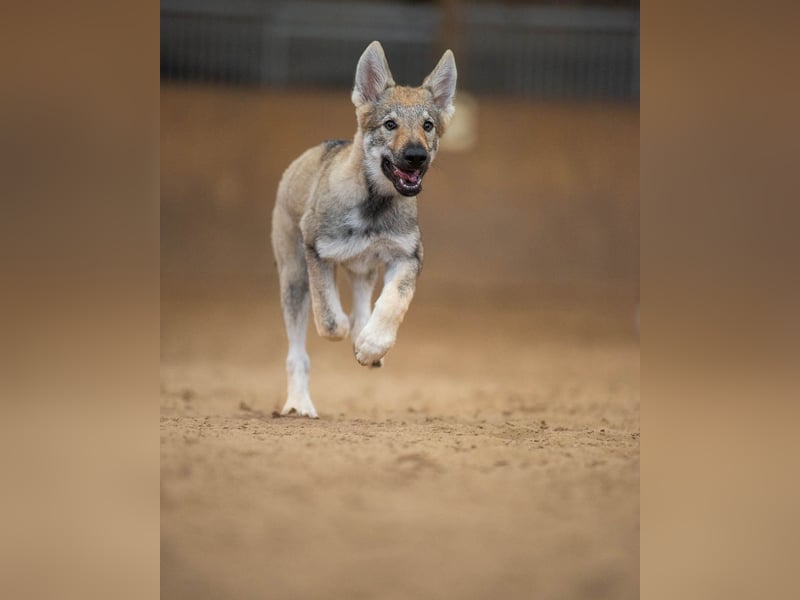 Tschechoslowakischer Wolfshund,Welpe,FCI/VDH Papiere
