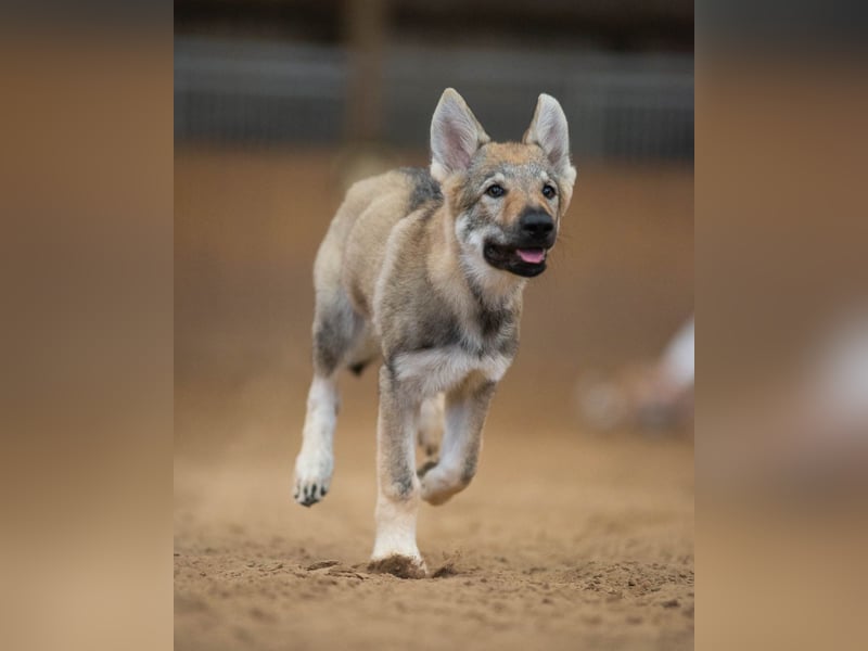 Tschechoslowakischer Wolfshund,Welpe,FCI/VDH Papiere