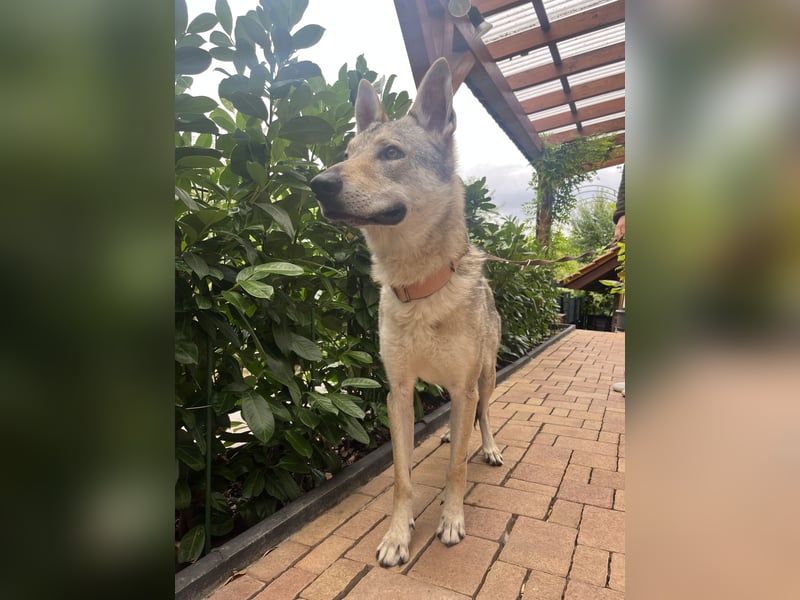 Sammy sucht ein schönes zu Hause