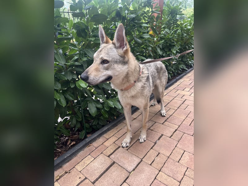 Sammy sucht ein schönes zu Hause