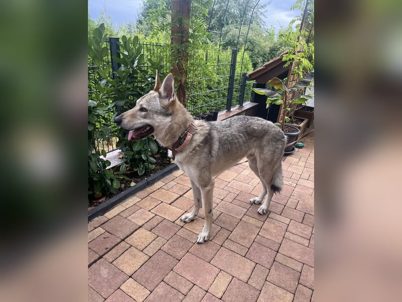 Sammy sucht ein schönes zu Hause