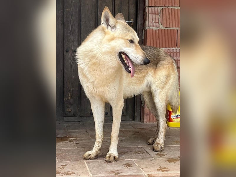 LOBO-Zuhause für besonderen, außergewöhnlichen, faszinierenden Hundebub wartet auf „seine Menschen“.