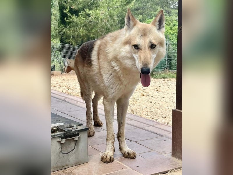 LOBO-Zuhause für besonderen, außergewöhnlichen, faszinierenden Hundebub wartet auf „seine Menschen“.