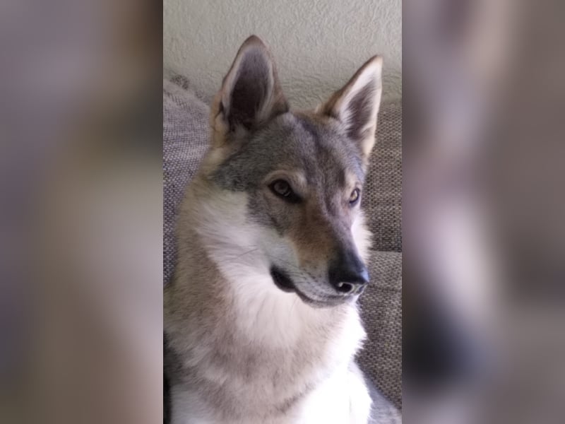 Tschechoslowakische Wolfhund Welpen