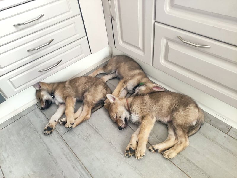 Tschechoslowakische Wolfhund Welpen