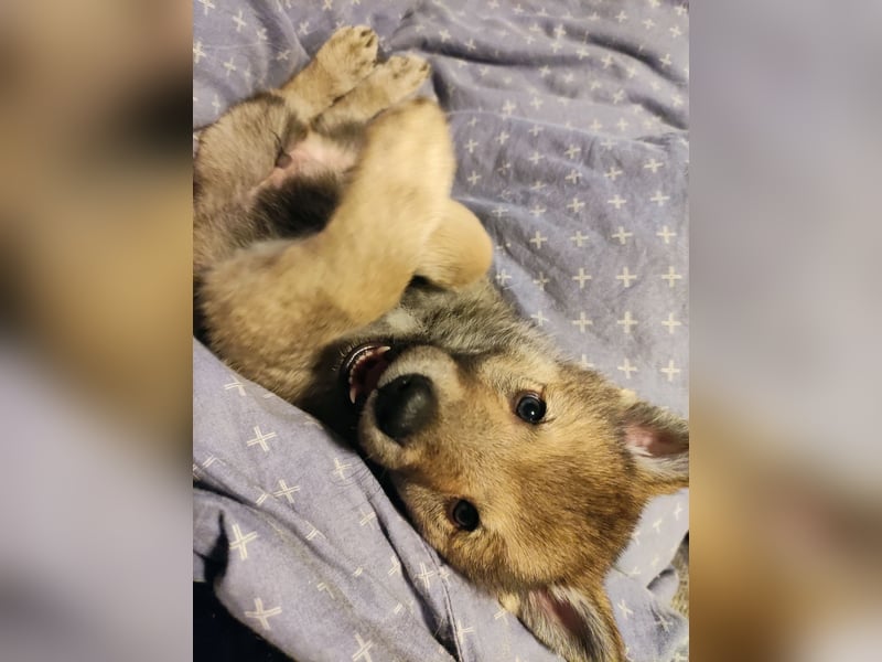 Tschechoslowakische Wolfhund Welpen