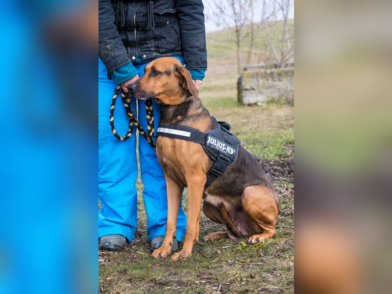 Tara-SI – Liebevolle Hundedame sucht ihr Für-Immer-Zuhause