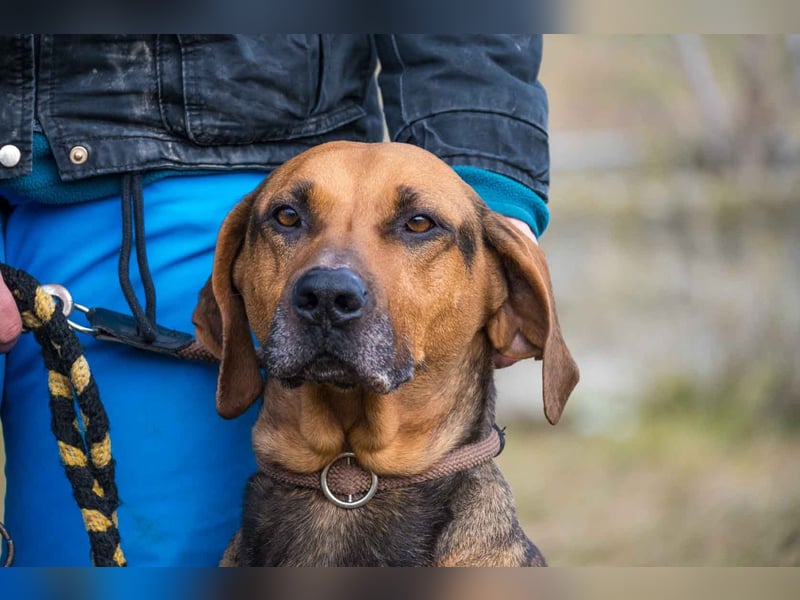 Tara-SI – Liebevolle Hundedame sucht ihr Für-Immer-Zuhause