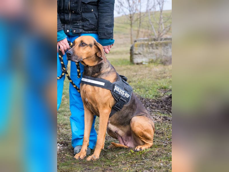 Tara-SI – Liebevolle Hundedame sucht ihr Für-Immer-Zuhause