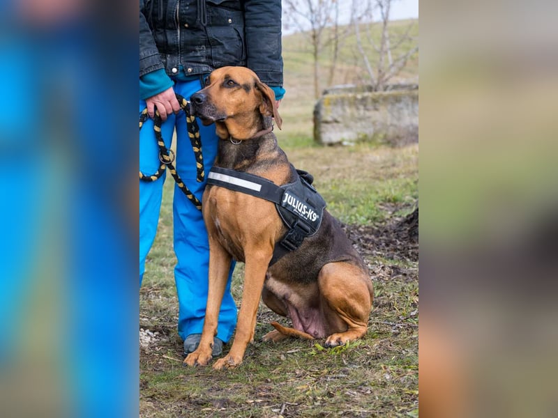 Tara-SI – Liebevolle Hundedame sucht ihr Für-Immer-Zuhause