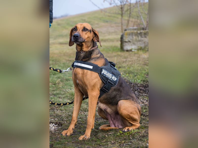 Tara-SI – Liebevolle Hundedame sucht ihr Für-Immer-Zuhause