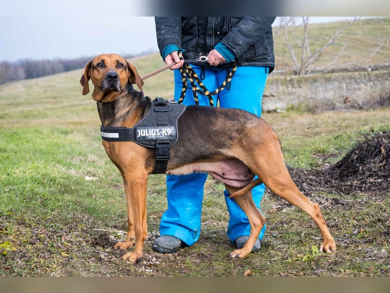 Tara-SI – Liebevolle Hundedame sucht ihr Für-Immer-Zuhause